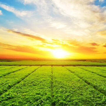 Planting the Seeds of Employment: The Future of South Africa’s Agricultural Sector